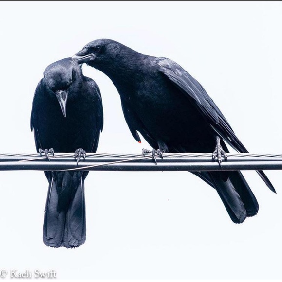 Meet your Posher, Ashley - Picture 1 of 1